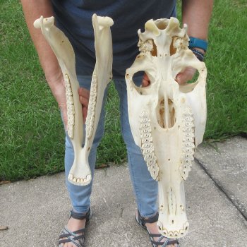 17" Zebra Skull 
