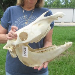 17" Slight B-Grade Zebra Skull 