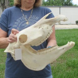 16" Zebra Skull