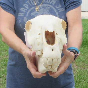 16" Zebra Skull 