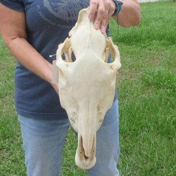16" Zebra Skull 