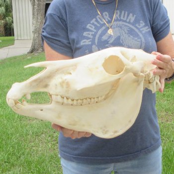 16" Zebra Skull 