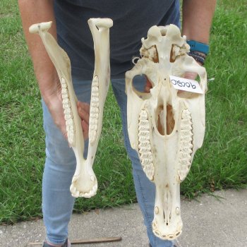 16" Zebra Skull 