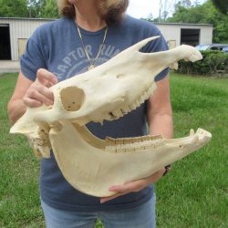 17" Zebra Skull