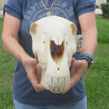17" Zebra Skull 