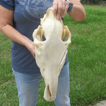 17" Zebra Skull 