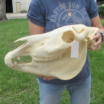 17" Zebra Skull 