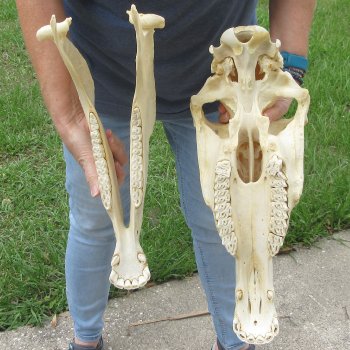 17" Zebra Skull 