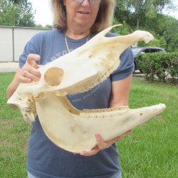 17" Zebra Skull