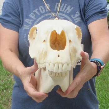 17" Zebra Skull 