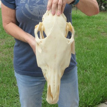 17" Zebra Skull 