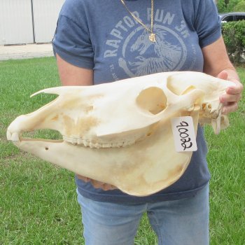 17" Zebra Skull 