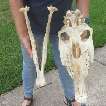 17" Zebra Skull 