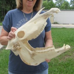 17" Zebra Skull