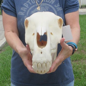 17" Zebra Skull 