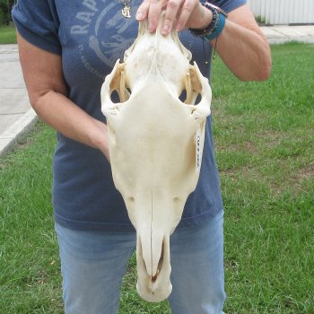 17" Zebra Skull 