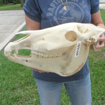 17" Zebra Skull 