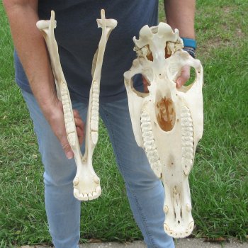 17" Zebra Skull 