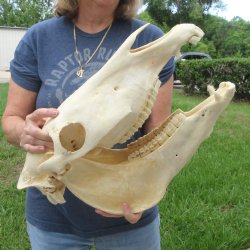 17" Zebra Skull