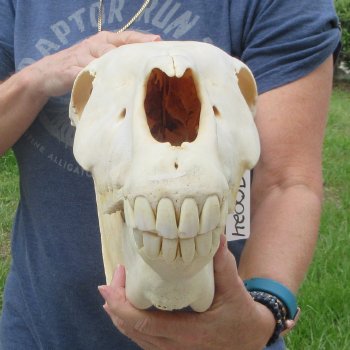 17" Zebra Skull 
