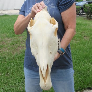 17" Zebra Skull 