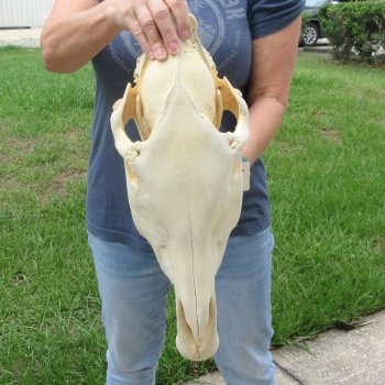 17" Zebra Skull 