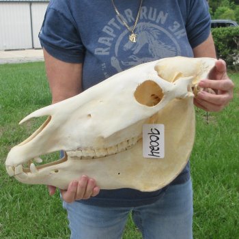 17" Zebra Skull 
