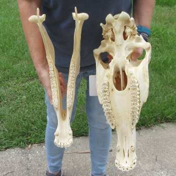17" Zebra Skull 