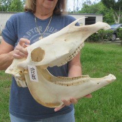 17" Zebra Skull 