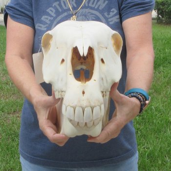 17" Zebra Skull 