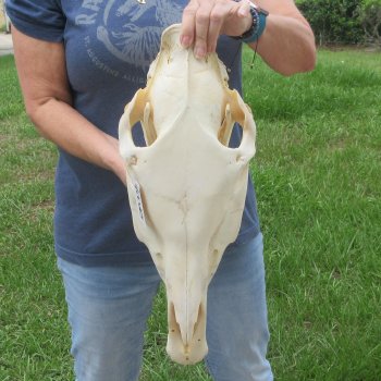 17" Zebra Skull 