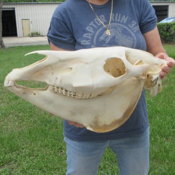 17" Zebra Skull 