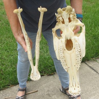 17" Zebra Skull 