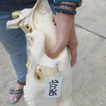 17" Zebra Skull 