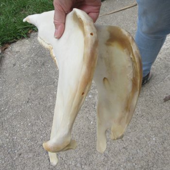 17" Zebra Skull 