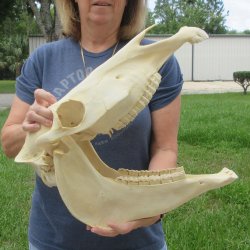 17" Zebra Skull