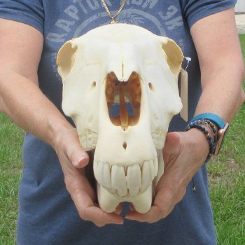 17" Zebra Skull 