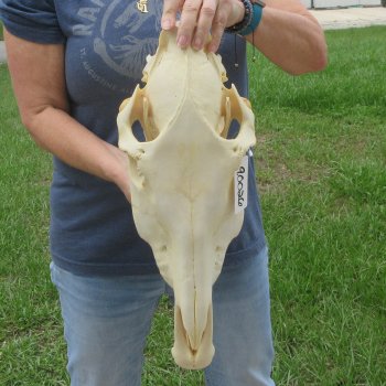17" Zebra Skull 