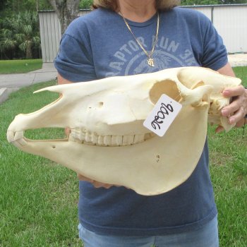 17" Zebra Skull 