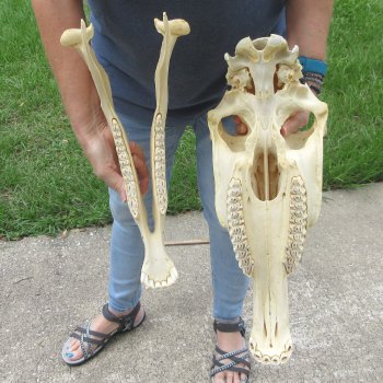 17" Zebra Skull 