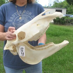 17" Slight B-Grade Zebra Skull 