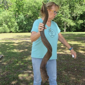 46" Kudu Horn  (NO POST OFFICE (USPS) SHIPPING!!)  