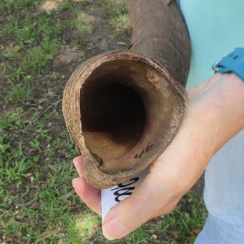 46" Kudu Horn  (NO POST OFFICE (USPS) SHIPPING!!)  