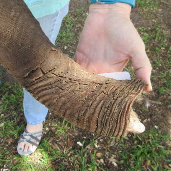 46" Kudu Horn  (NO POST OFFICE (USPS) SHIPPING!!)  