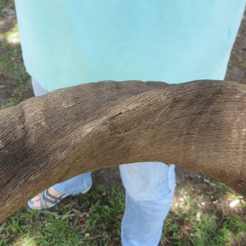 46" Kudu Horn  (NO POST OFFICE (USPS) SHIPPING!!)  
