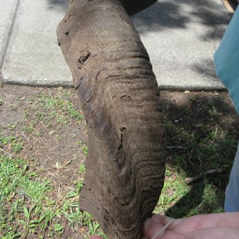 46" Kudu Horn  (NO POST OFFICE (USPS) SHIPPING!!)  