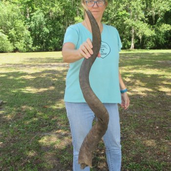 45" Kudu Horn  (NO POST OFFICE (USPS) SHIPPING!!)  