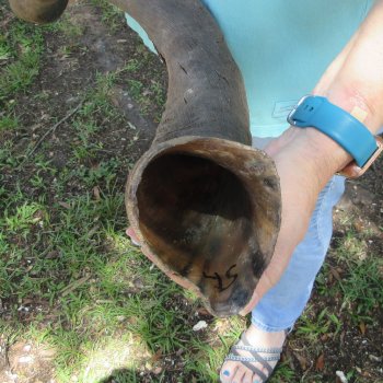 45" Kudu Horn  (NO POST OFFICE (USPS) SHIPPING!!)  