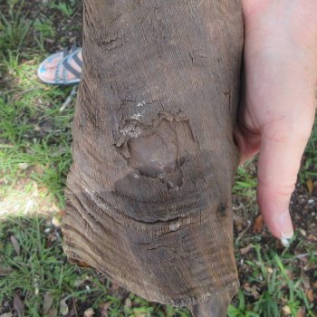 45" Kudu Horn  (NO POST OFFICE (USPS) SHIPPING!!)  