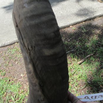 45" Kudu Horn  (NO POST OFFICE (USPS) SHIPPING!!)  